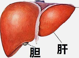 脂肪肝 酒精肝,胆结石等肝胆问题,坚持做3个动作,可疏肝利胆