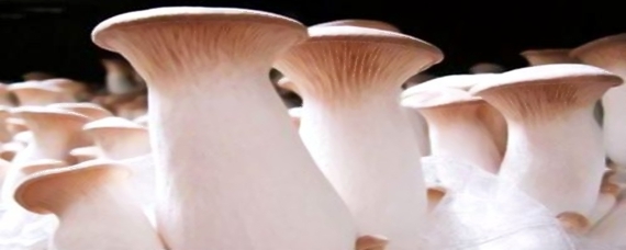 杏鲍菇和香菇能一起吃吗