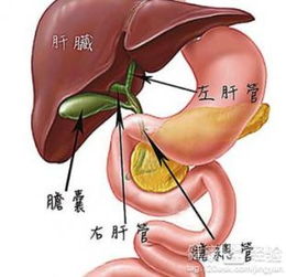 胆结石最佳手术时间