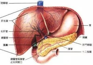 三生又三世，胆囊与结石如何避免相生相杀 胆结石的预防之道